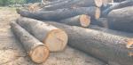 Cherry Saw logs |  Hardwood | Logs | 19th-Wood s.r.o.