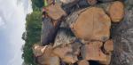 Cherry Saw logs |  Hardwood | Logs | 19th-Wood s.r.o.