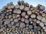 Spruce Saw logs |  Softwood | Logs | ID INVEST S.R.O.