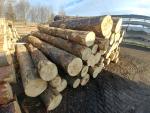 Maple Saw logs |  Hardwood | Logs | PILA CIGNA, s.r.o.