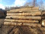 Maple Saw logs |  Hardwood | Logs | PILA CIGNA, s.r.o.