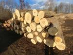 Maple Saw logs |  Hardwood | Logs | PILA CIGNA, s.r.o.