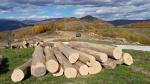 Maple Saw logs |  Hardwood | Logs | Obecné lesy Veľký Folkmar, s.r.o.