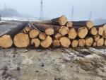 Spruce Saw logs |  Softwood | Logs | Viliam Stranianek-DREVIS